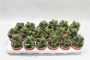 Crassula ben