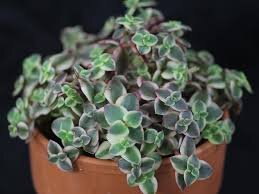 Crassula marginalis