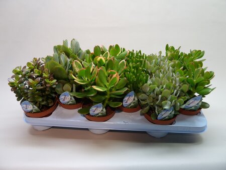 Crassula  mixed