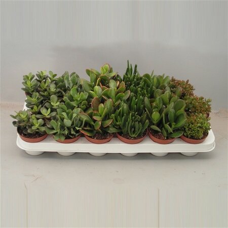 Crassula  mixed