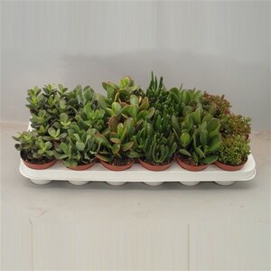 Crassula mixed