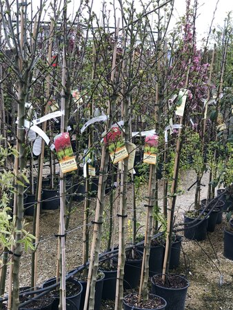 CRATAEGUS PAULS SCARLET