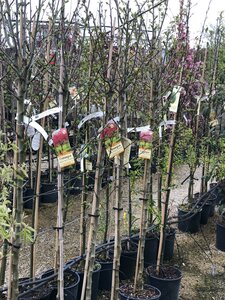 CRATAEGUS PAULS SCARLET