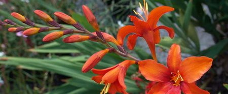 CROCOSMIA BABYLON