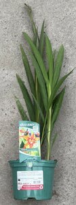 Crocosmia 'Emily McKenzie'