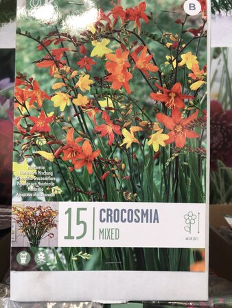 CROCOSMIA FLORAMIXED