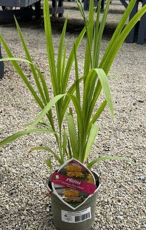CROCOSMIA George davidson