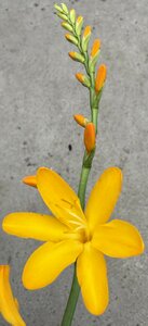 Crocosmia George Davison' - image 1