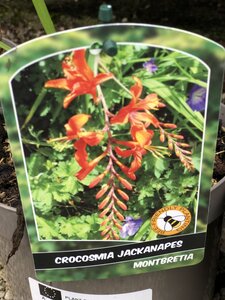 CROCOSMIA IN VARIETIES