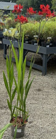 CROCOSMIA LUCIFER