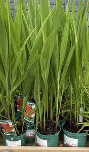 Crocosmia 'Lucifer'