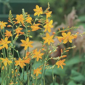 CROCOSMIA VOYAGER