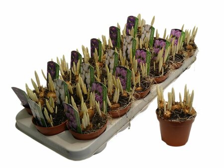 Crocus 2-3 clr. mix  P9
