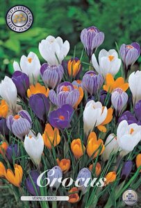 Crocus mix 10-pack