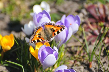 CROCUS SPECIE MIXED COLOURS