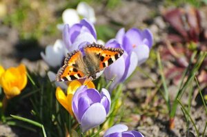 CROCUS SPECIE MIXED COLOURS