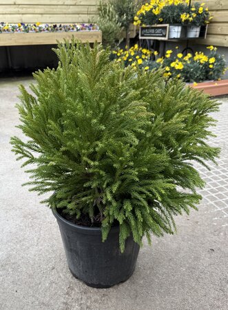 Cryptomeria Japonica Globosa Nana