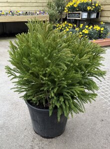Cryptomeria Japonica Globosa Nana