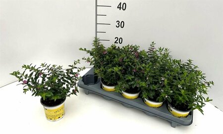 Cuphea hyssop. 'Floriglory' mix P11