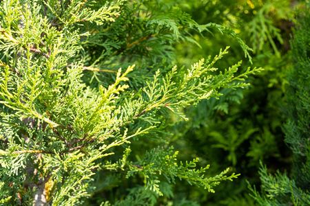 Cupressocyparis l. 'Castlewellan'