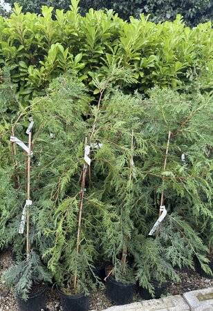 Cupressocyparis leylandii