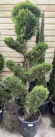 Cupressocyparis Leylandii Castlewellan Gold Bonsa (Plantsize 150-175cm )