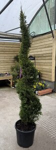 Cupressocyparis Leylandii Castlewellan Gold Spira (Plantsize 180-200cm )