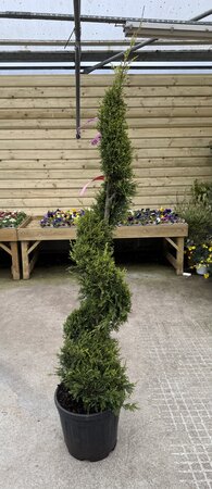 Cupressocyparis Leylandii Castlewellan Gold Spira (Plantsize 150-160cm )