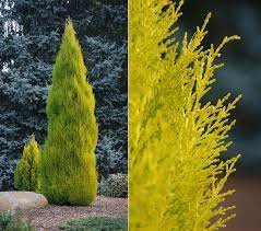 CUPRESSUS M. GOLDCREST