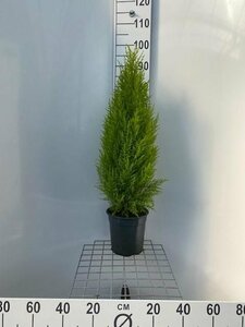 Cupressus m. (Goldcrest) 'Wilma'*