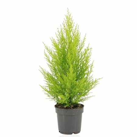 Cupressus m. (Goldcrest) 'Wilma'