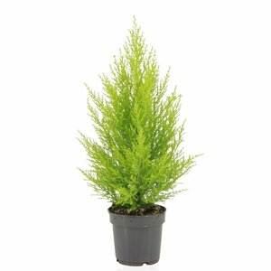 Cupressus m. (Goldcrest) 'Wilma'