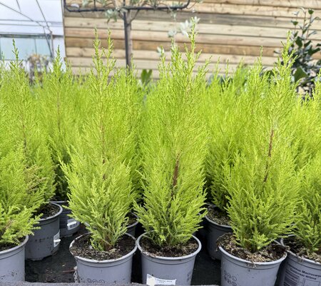 Cupressus m. (Goldcrest) 'Wilma' P10.5
