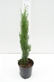 Cupressus semp. 'Totem'