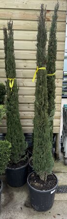 Cupressus Sempervirens (Plantsize 150-175cm )
