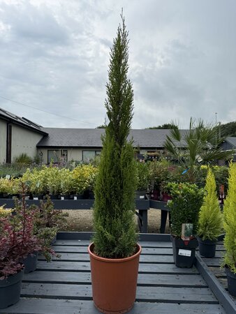 CUPRESSUS SEMPERVIRENS TOTEM