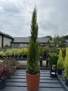 CUPRESSUS SEMPERVIRENS TOTEM