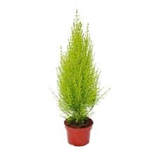 Cupressus wilma