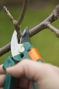 Cutting & Pruning