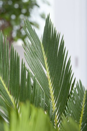 CYCAS REVOLUTA