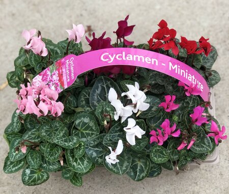 Cyclamen 6 Carry Tray 10.5cm