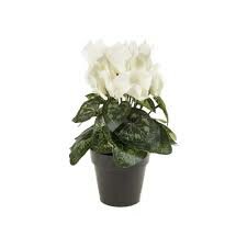 Cyclamen bush 25cm cream in plastic pot 10cm