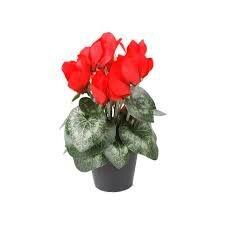 Cyclamen bush 25cm dep red in plastic pot 10cm