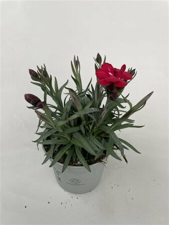 Dianthus car. 'Carmen' P9