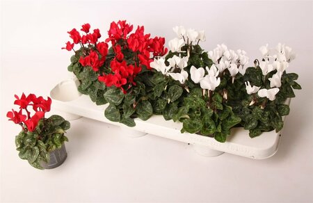 Cyclamen 'Christmas' mix