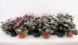 Cyclamen coum