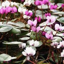 Cyclamen coum outdoor