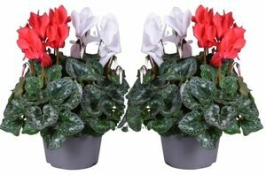 Cyclamen (F1) red & white