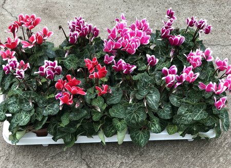 Cyclamen Fantasia mix