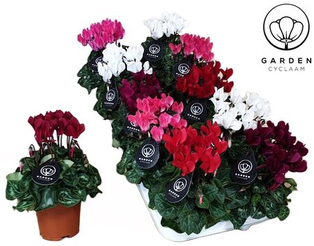 Cyclamen (garden) mix P10.5